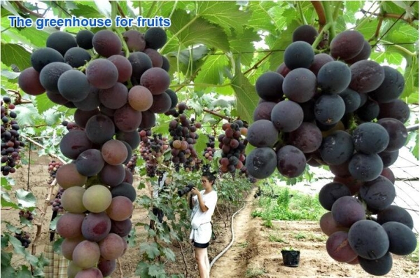 5000sqm grape planting greenhouse in jinan