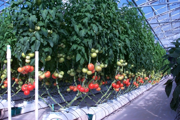 10000 sqm glass greenhouse for tomato planting in Australia