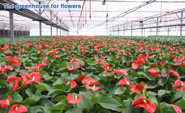 2500sqm flower greenhouse in qingzhou