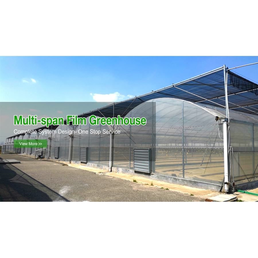 Multi-span Film Greenhouse
