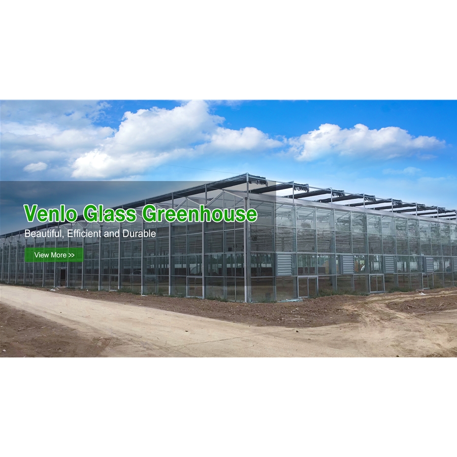 Venlo Glass Greenhouse